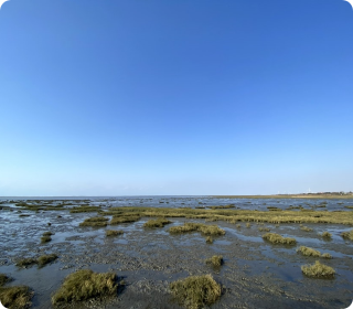 人工濕地，人工濕地建設