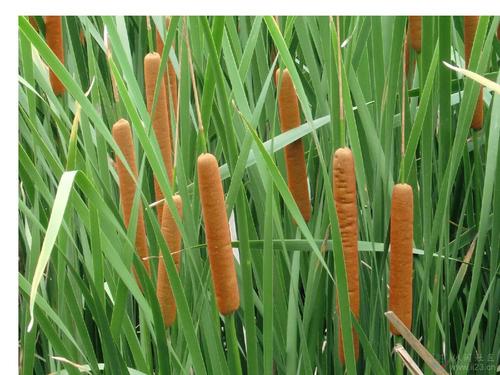 香蒲能有效地吸收硒，特別是硒酸鹽